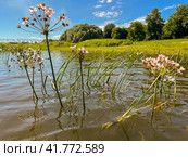 In summer, aquatic river plants bloom on the Dnieper River. Стоковое фото, фотограф IRYNA ZAKHARANKA / Фотобанк Лори