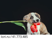 piebald puppy keeping in teeth a tulip flower at dark background. Стоковое фото, фотограф Артем Курутин / Фотобанк Лори