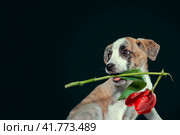piebald puppy keeping in teeth a tulip flower at dark background. Стоковое фото, фотограф Артем Курутин / Фотобанк Лори