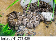 Змея Калифорнийский гремучник Lower California Rattlesnake (2023 год). Стоковое фото, фотограф Галина Савина / Фотобанк Лори