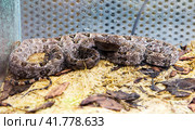 Змея Китайский хабу Brown Spotted Pit Viper. Стоковое фото, фотограф Галина Савина / Фотобанк Лори