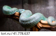 Змея Островная куфия White - lipped Island Pit Viper. Стоковое фото, фотограф Галина Савина / Фотобанк Лори