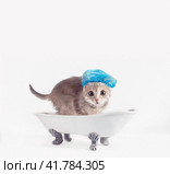 grooming gray kitten in a blue shower cap scared in a toy white ceramic bath on legs. Стоковое фото, фотограф Артем Курутин / Фотобанк Лори