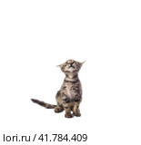 scared tabby kitten looking up on a white background. Стоковое фото, фотограф Артем Курутин / Фотобанк Лори