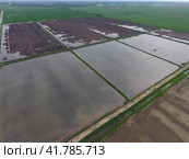 Flooded rice paddies. Agronomic methods of growing rice in the fields. Стоковое фото, фотограф Леонид Еремейчук / Фотобанк Лори