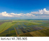 The rice fields are flooded with water. Flooded rice paddies. Agronomic methods of growing rice in the fields. Стоковое фото, фотограф Леонид Еремейчук / Фотобанк Лори