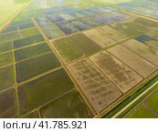 The rice fields are flooded with water. Flooded rice paddies. Agronomic methods of growing rice in the fields. Стоковое фото, фотограф Леонид Еремейчук / Фотобанк Лори