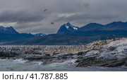 A lot of black and white cormorants are perched on a rocky island, flying in the sky. The waves of the turquoise ocean are beating against the cliff. The mountain range of the Andes against the clouds. Стоковое фото, фотограф Вера Ивановна Кубарева / Фотобанк Лори