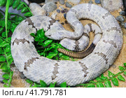 Скальный гремучник Rock Rattlesnake. Стоковое фото, фотограф Галина Савина / Фотобанк Лори