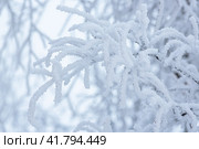 Snow and rime ice on the branches of bushes. Beautiful winter background with trees covered with hoarfrost. Plants in the park are covered with hoar frost. Cold snowy weather. Cool frosting texture. Стоковое фото, фотограф Андрей Степанов / Фотобанк Лори