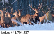 Deer in the winter forest at sunset. Close-up. (2023 год). Редакционное видео, видеограф Светлана Семёновская / Фотобанк Лори