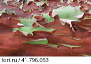 Шелушащаяся кора дерева, может быть использована в качестве фона.  bark of a tree, can be used as background. Стоковое фото, фотограф Александр Собко / Фотобанк Лори