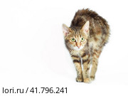 scared angry cat on a white background. Стоковое фото, фотограф Артем Курутин / Фотобанк Лори