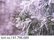 Снег на ветвях ели (крупный план). Зимний день. Стоковое фото, фотограф Светлана Качанова / Фотобанк Лори