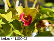 Rhyncholaeliocattleya Cheah Bean-Kee orchid close up. Стоковое фото, фотограф Татьяна Терехина / Фотобанк Лори