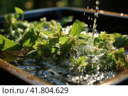 Leaves of raw green herbs are being washed with tap water in a sink. Стоковое AI-изображение, AI-художник Ирина Михайличенко / Фотобанк Лори