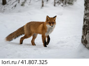 Обыкновенная лисица (лат. Vulpes vulpes) Стоковое фото, фотограф Бородкин Андрей / Фотобанк Лори