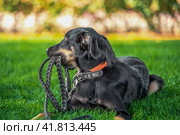 mongrel puppy gnaws a leather leash on a walk in the park. Стоковое фото, фотограф Артем Курутин / Фотобанк Лори