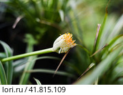 Flower of Chlorophytum comosum, usually called spider plant or common spider plant close up. Стоковое фото, фотограф Татьяна Терехина / Фотобанк Лори