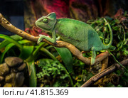 Yemen Chameleon/ Йеменский хамелеон (2019 год). Стоковое фото, фотограф Iva Noel / Фотобанк Лори