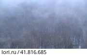 Evaporation of moisture over a winter forest with trees in the snow. Fog on snow-covered nature in a bleak landscape, timelapse. Стоковое видео, видеограф Андрей Журавлев / Фотобанк Лори