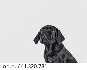 black cane corso puppy looking up on a white background. Стоковое фото, фотограф Артем Курутин / Фотобанк Лори