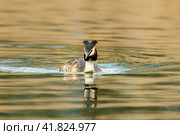 The great crested grebe (Podiceps cristatus) in its natural habitat. Стоковое фото, фотограф Владимир Глинский / Фотобанк Лори