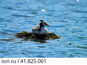 Great crested grebe (Podiceps cristatus) on a swimming nest incubate eggs. Стоковое фото, фотограф Владимир Глинский / Фотобанк Лори