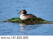 Great crested grebe (Podiceps cristatus) on a swimming nest incubate eggs. Стоковое фото, фотограф Владимир Глинский / Фотобанк Лори