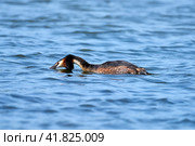 Great Crested Grebe (Podiceps cristatus) looks for extraction in water. Стоковое фото, фотограф Владимир Глинский / Фотобанк Лори
