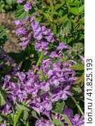 Purple Betonica flowres. Стоковое фото, фотограф Анна Павлова / Фотобанк Лори