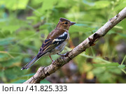 Common ?haffinch. Chick. (Fringilla coelebs). ?ommon and widespread small passerine bird in the finch family. Стоковое фото, фотограф Владимир Глинский / Фотобанк Лори