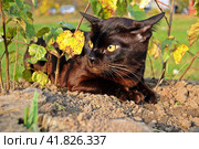 Коричневый кот лежит на земле. Стоковое фото, фотограф Лариса Вишневская / Фотобанк Лори