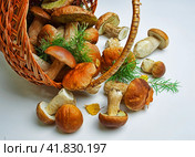 Basket with porcini mushrooms. Стоковое фото, фотограф Олег Жуков / Фотобанк Лори