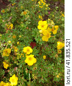 Цветущий куст желтой лапчатки cinquefoil Potentilla. Стоковое фото, фотограф Юлия Королева / Фотобанк Лори