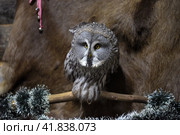 Gray owl. Стоковое фото, фотограф Анна Кривицкая / Фотобанк Лори