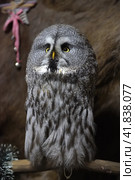 Gray owl. Стоковое фото, фотограф Анна Кривицкая / Фотобанк Лори