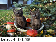 Котята сидят в корзине. Стоковое фото, фотограф Лариса Вишневская / Фотобанк Лори