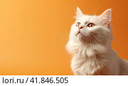 A small fluffy and cute kitten is sitting and looking up at a peach background. Copy space. Стоковое AI-изображение, AI-художник Ярославский Максим / Фотобанк Лори