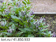 Borago officinalis. Borage also known as a starflower. Стоковое фото, фотограф Ольга Сейфутдинова / Фотобанк Лори