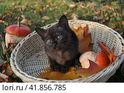 Котенок с декоративными тыквами. Стоковое фото, фотограф Лариса Вишневская / Фотобанк Лори
