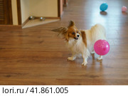Photography of a Papillon Purebred Dog standing in the room of country house. Dog's ears are waving. Domestic dog take park in the birthday celebration. Concepts of domestic life and good mood. Стоковое фото, фотограф YuryKara / Фотобанк Лори