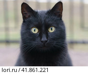 Portrait of black cat on the city street. Animals theme. Стоковое фото, фотограф YuryKara / Фотобанк Лори