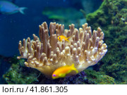 Horse anemone (Actinia equina) on a sea reef. Стоковое фото, фотограф Евгений Ткачёв / Фотобанк Лори