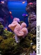 Sea reef - purple giant carpet sea anemone Stichodactyla gigantea. Стоковое фото, фотограф Евгений Ткачёв / Фотобанк Лори