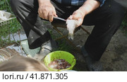 A man sitting on a chair cuts open the belly of a fresh fish with a knife. In front of him are two bowls. In one is fish caviar, in other are intestines. Cleaning and cutting up live fish in outdoors. Стоковое видео, видеограф Воловодов Владимир / Фотобанк Лори