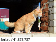 Giant maine coon cat. Mainecoon cat, Breeding of purebred cats at home. Стоковое фото, фотограф Леонид Еремейчук / Фотобанк Лори