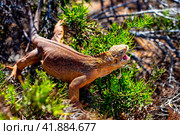 land iguana (Conolophus subcristatus) endemic to Galapagos islands. Стоковое фото, фотограф Aleksandr Golubev / Фотобанк Лори