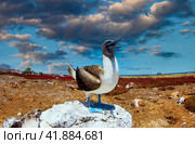 Blue-footed Booby (Sula nebouxii) endemic to Galapagos islands. Стоковое фото, фотограф Aleksandr Golubev / Фотобанк Лори