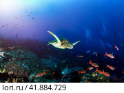 Green sea Turtle (Testudines) mammal swimming in tropical underwaters. Turtles in underwater wild animal world. Observation of wildlife ocean. Scuba diving adventure in Ecuador coast. Стоковое фото, фотограф Aleksandr Golubev / Фотобанк Лори